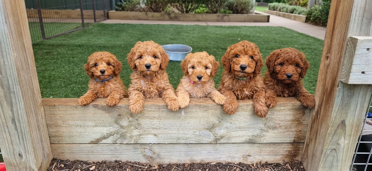 Cavoodles & Oodles Quarters - Toy Poodles