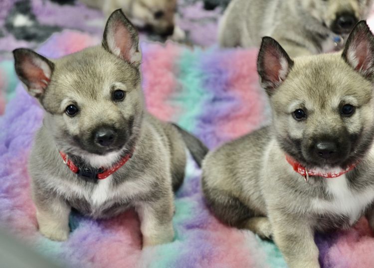 Balgravia Swedish Vallhunds