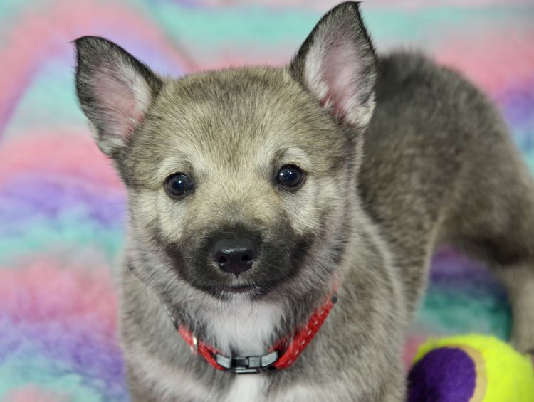 Balgravia Swedish Vallhunds