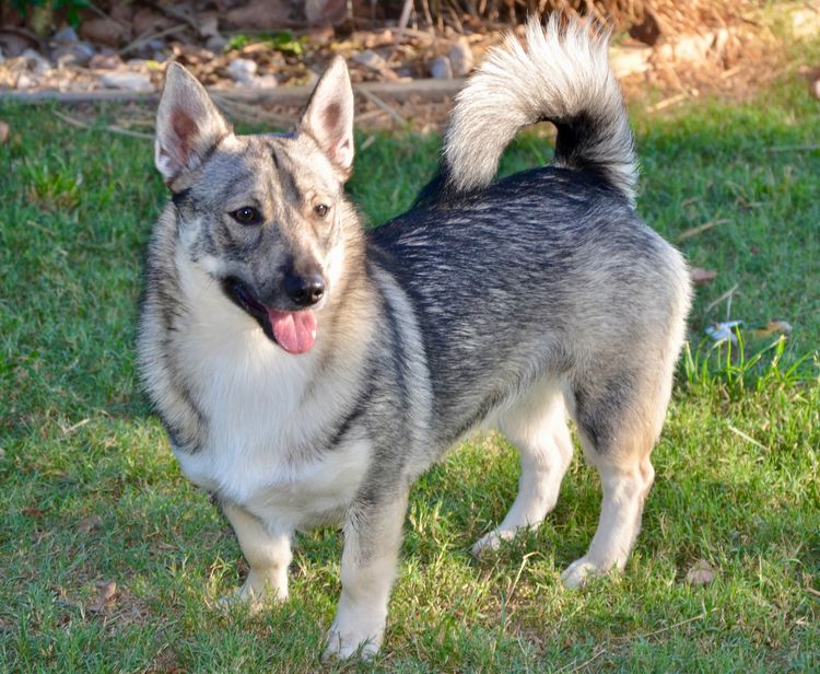 Balgravia Swedish Vallhunds