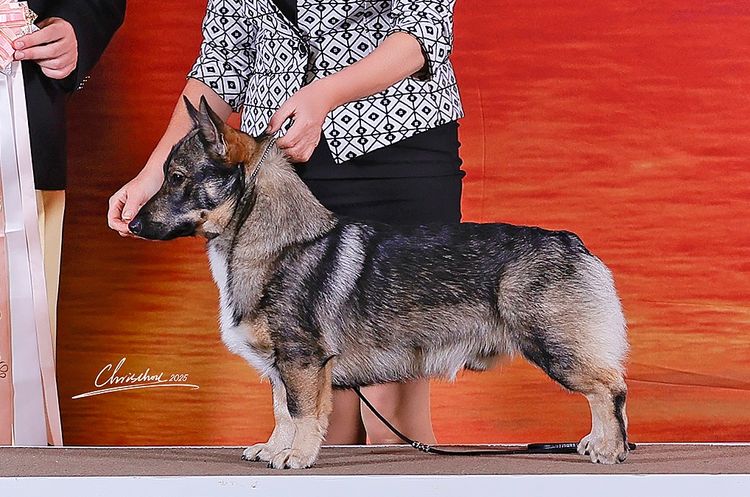 Balgravia Swedish Vallhunds