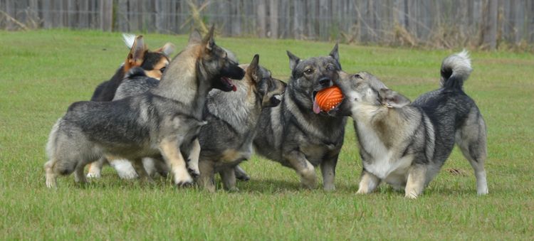 Balgravia Swedish Vallhunds