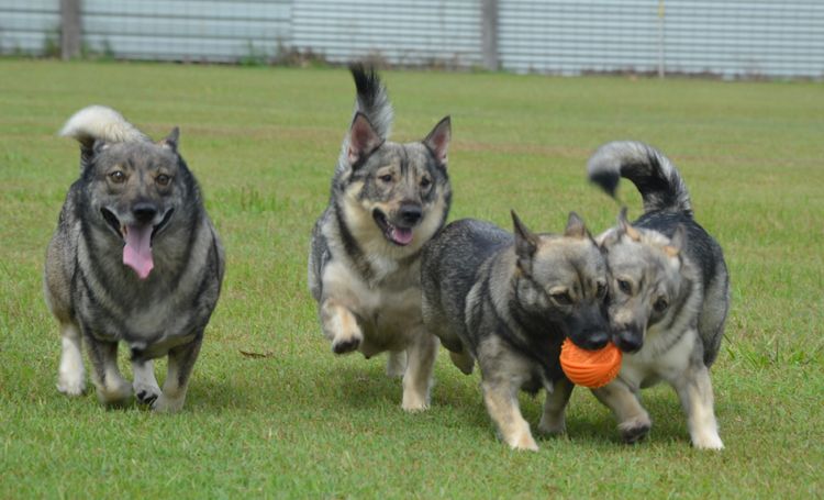Balgravia Swedish Vallhunds