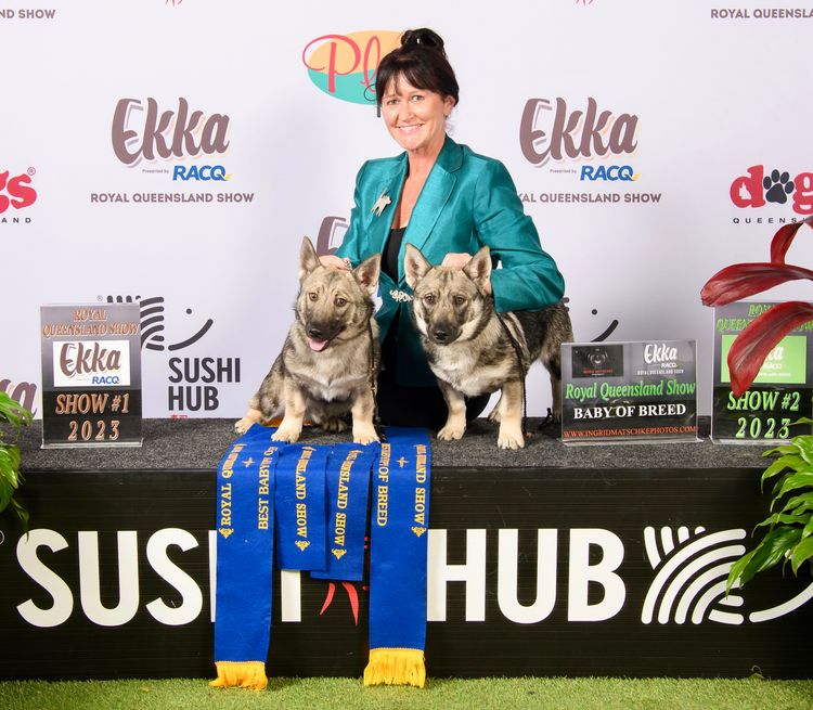 Balgravia Swedish Vallhunds
