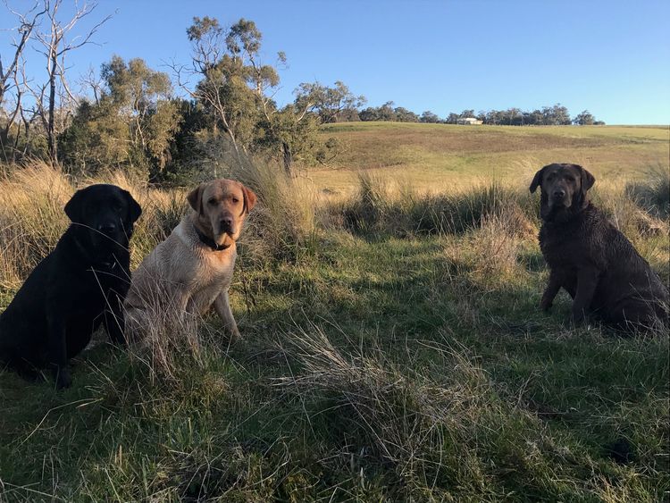 Bimmelrun Labradors