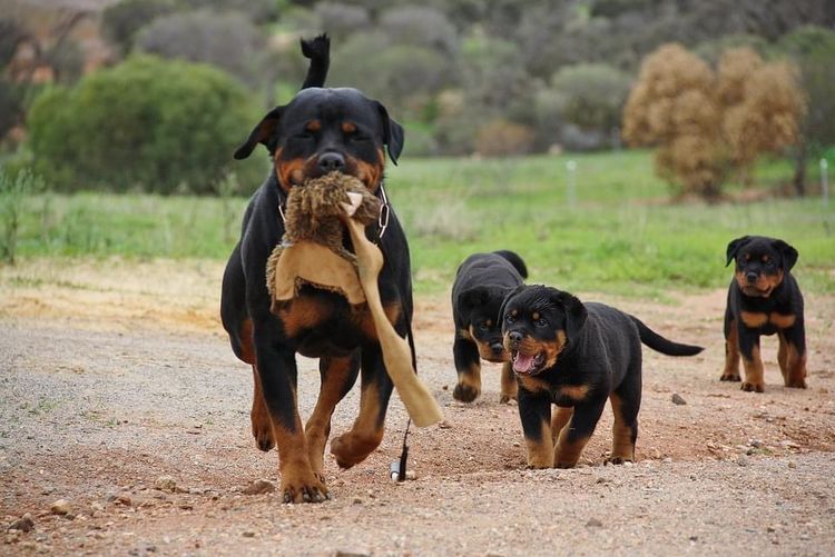 Rottgems Rottweilers