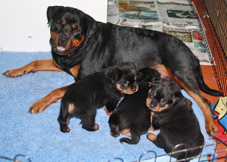Rottgems Rottweilers