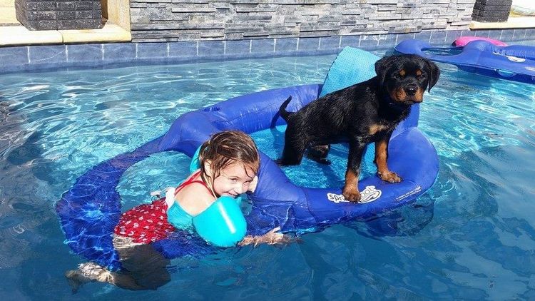 Rottgems Rottweilers