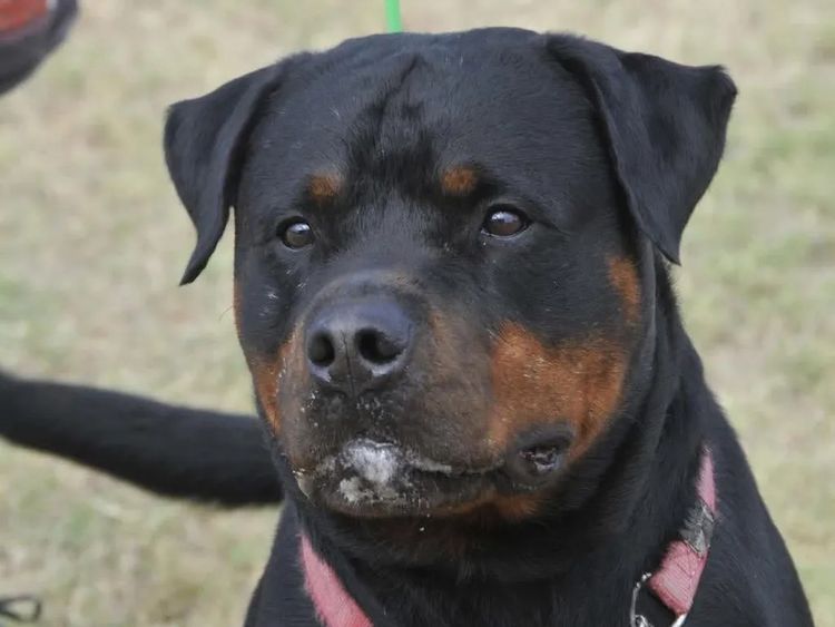 Rottgems Rottweilers