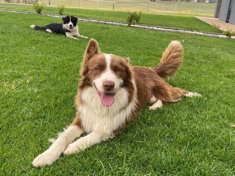 Bastioni Border Collies