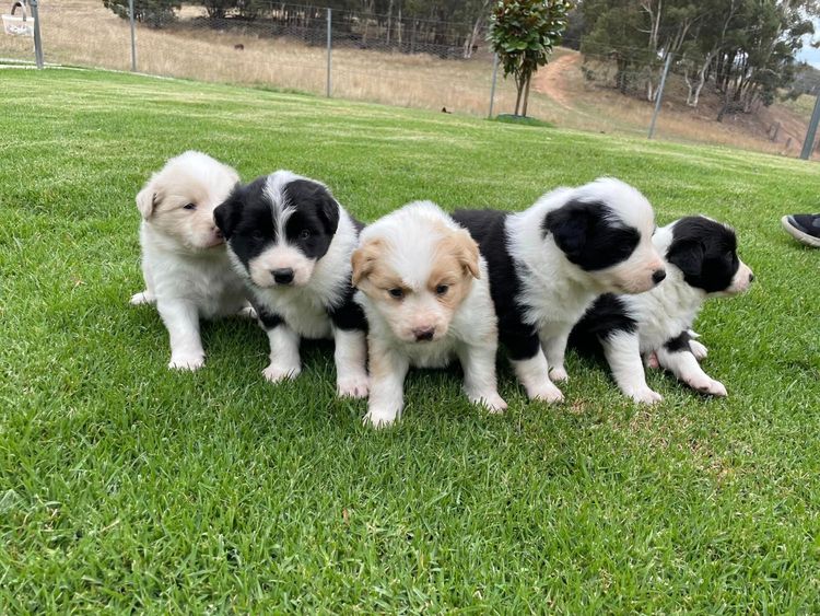 Bastioni Border Collies
