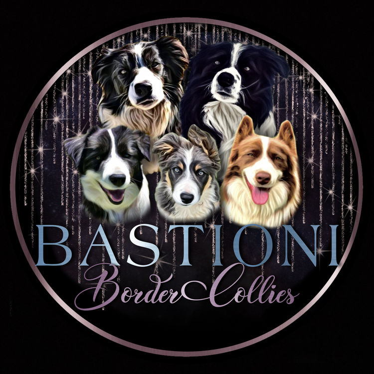 Bastioni Border Collies
