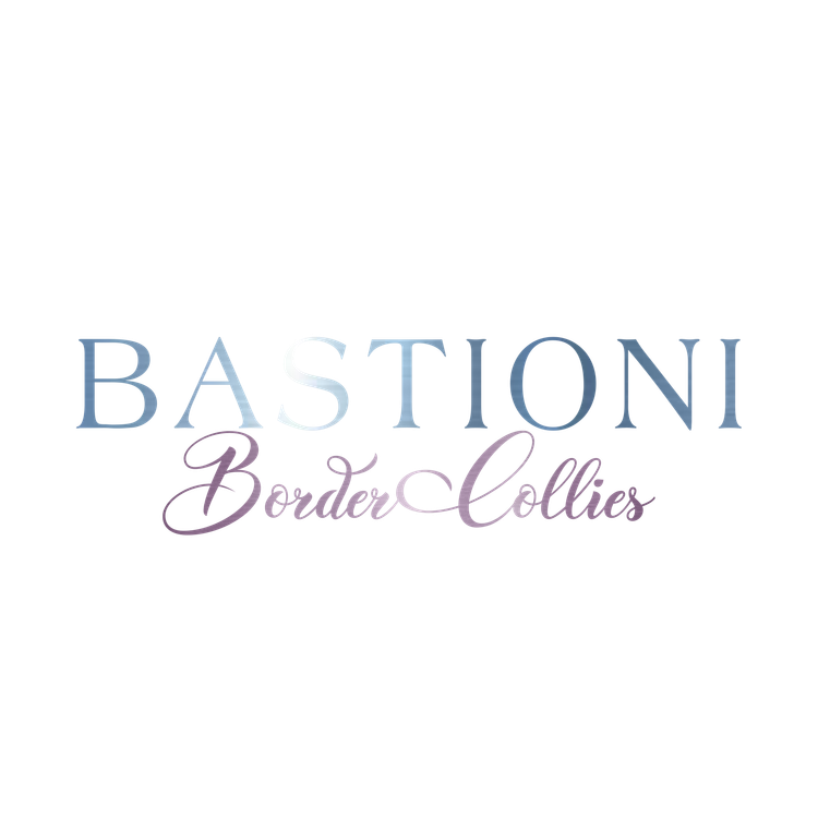 Bastioni Border Collies
