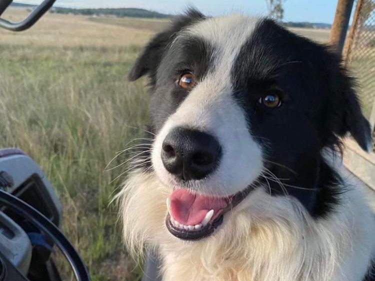 Bastioni Border Collies