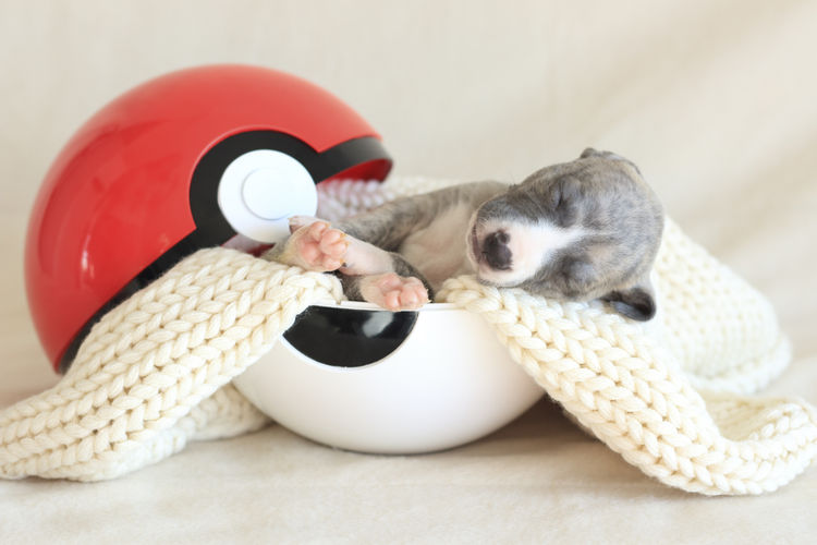 Nabihah Whippets