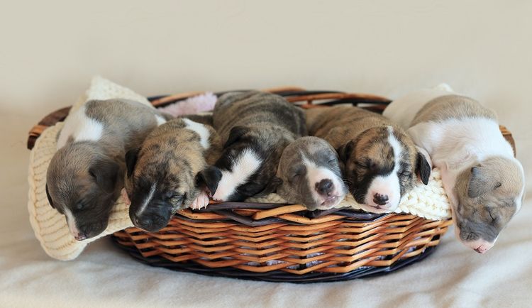 Nabihah Whippets
