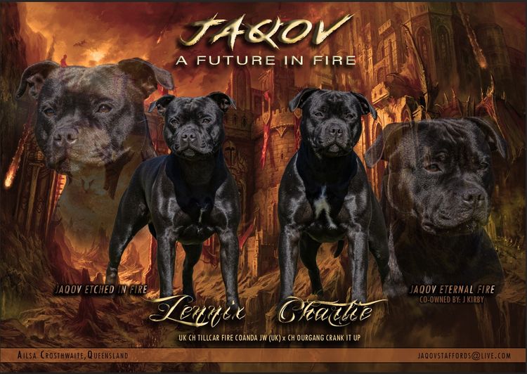 Jaqov Staffords