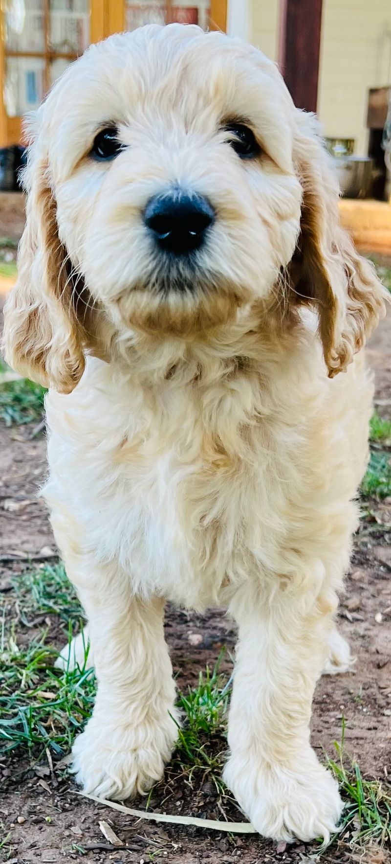 McLaren Groodles, responsible breeder in South Australia RightPaw