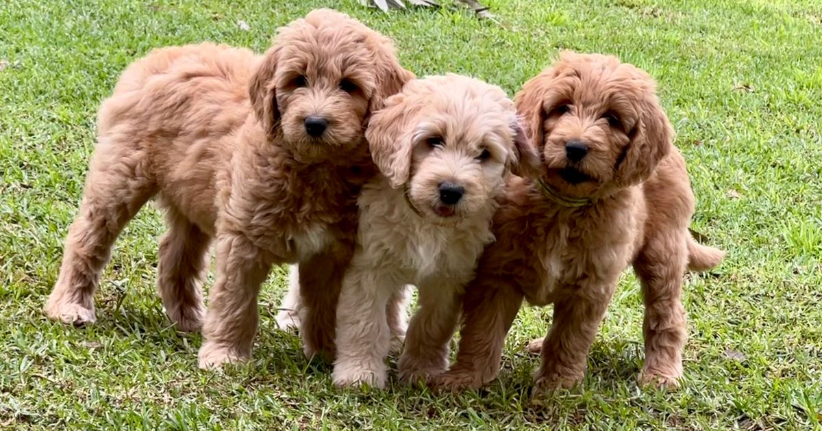 McLaren Groodles, responsible breeder in South Australia RightPaw