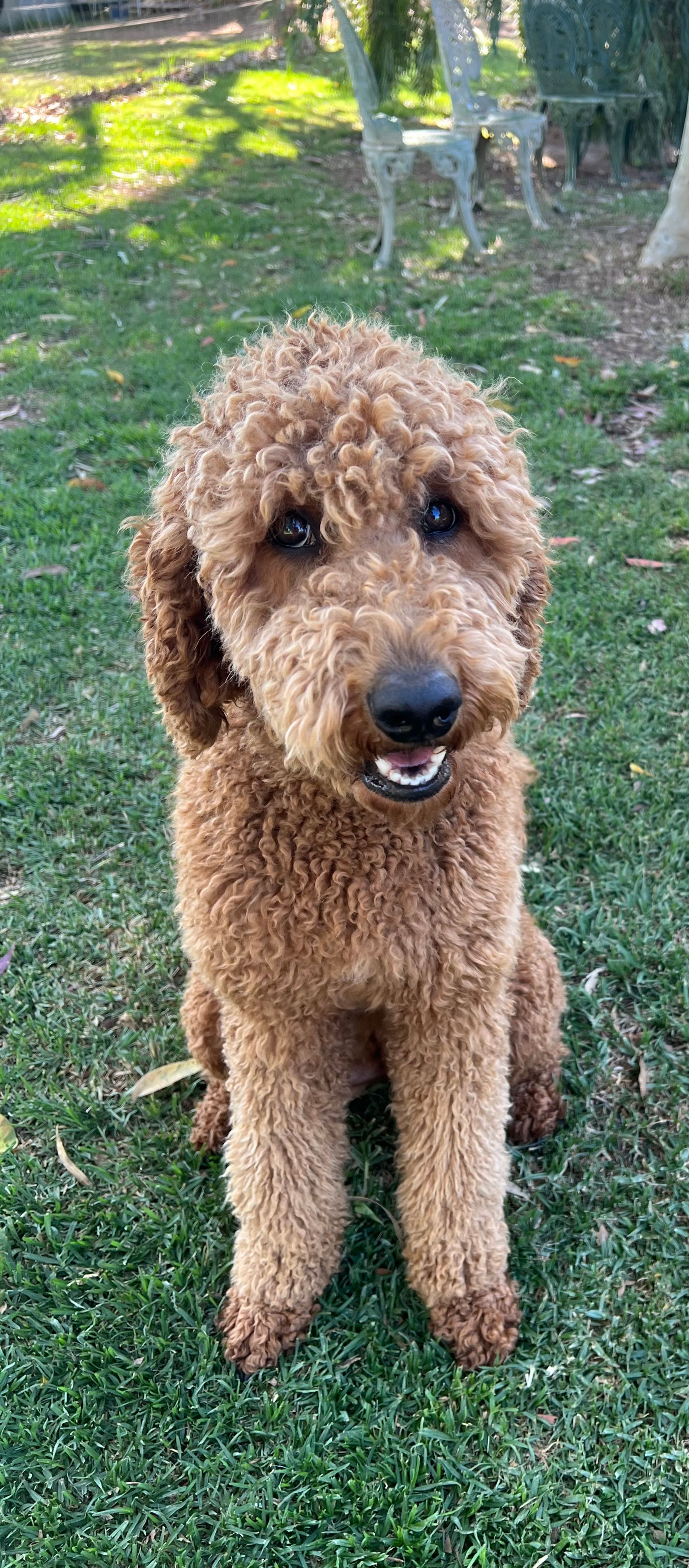 McLaren Groodles, responsible breeder in South Australia RightPaw