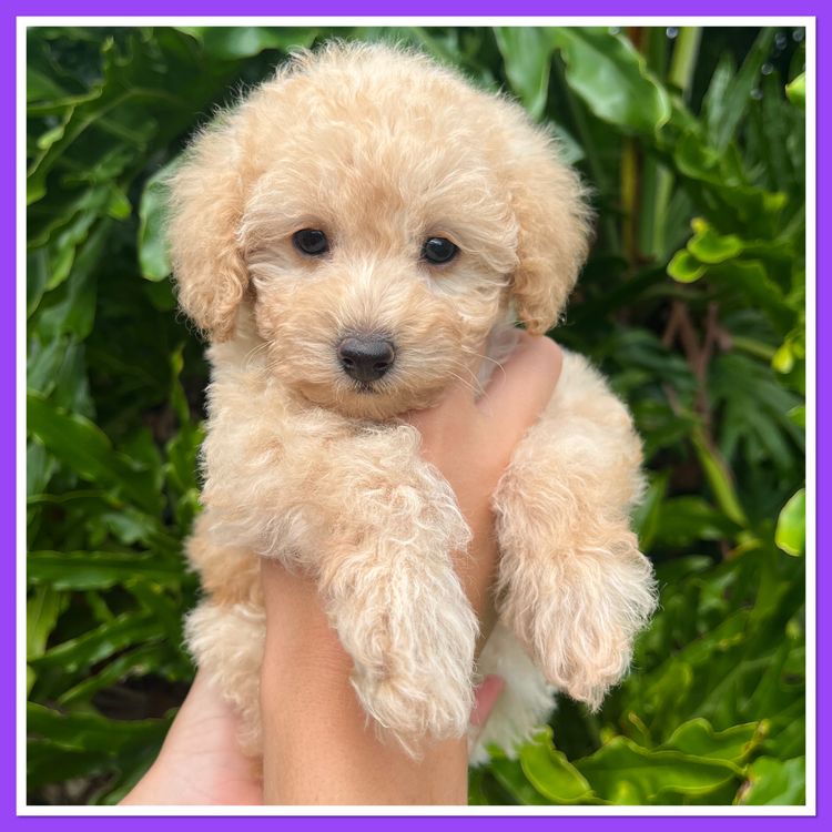 Jazmante Poodles