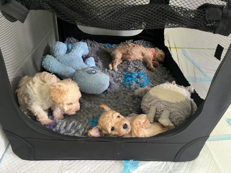 Jazmante Poodles