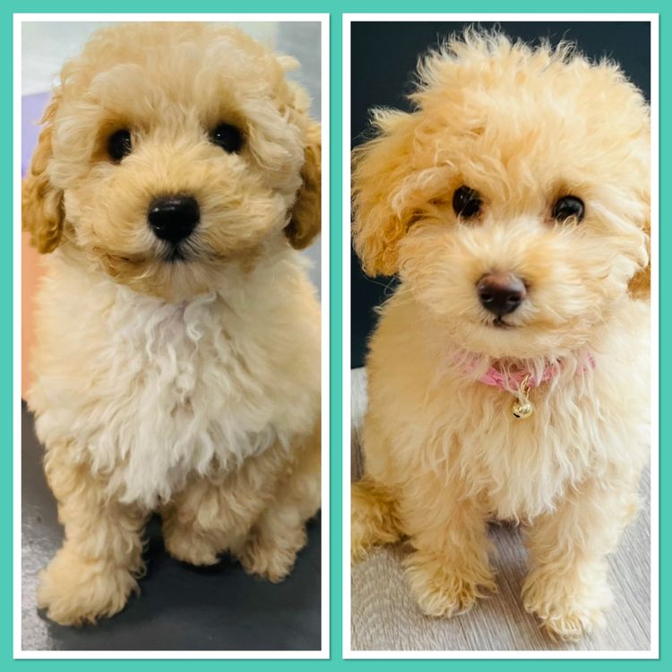 Jazmante Poodles