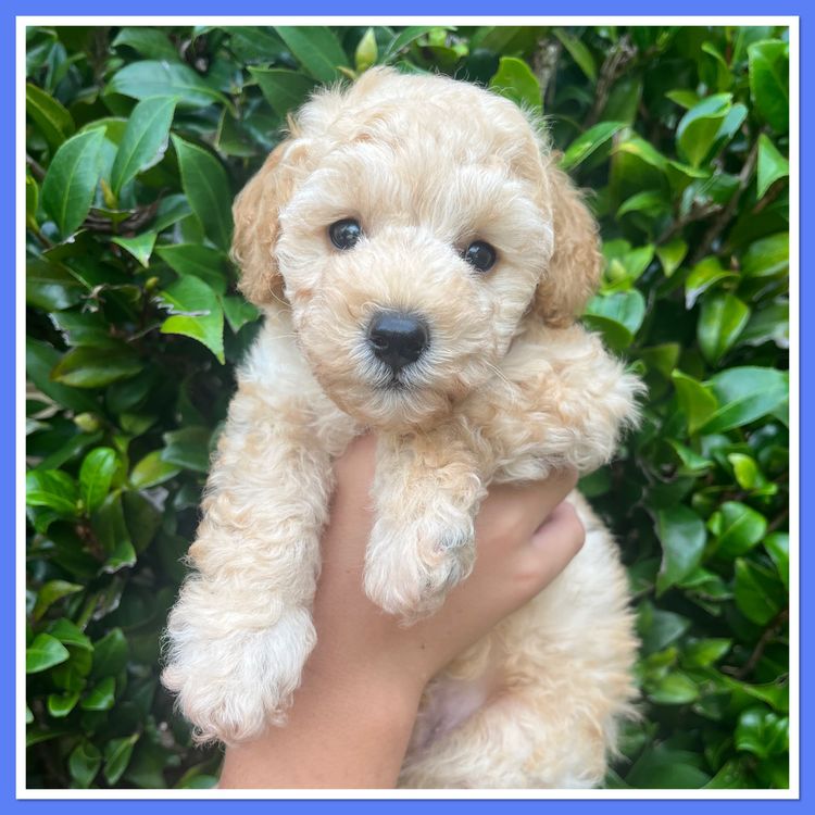 Jazmante Poodles