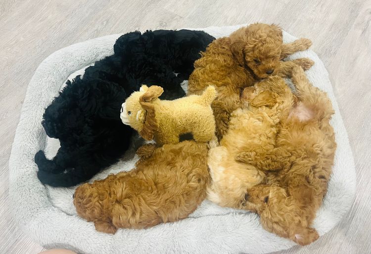 Jazmante Poodles