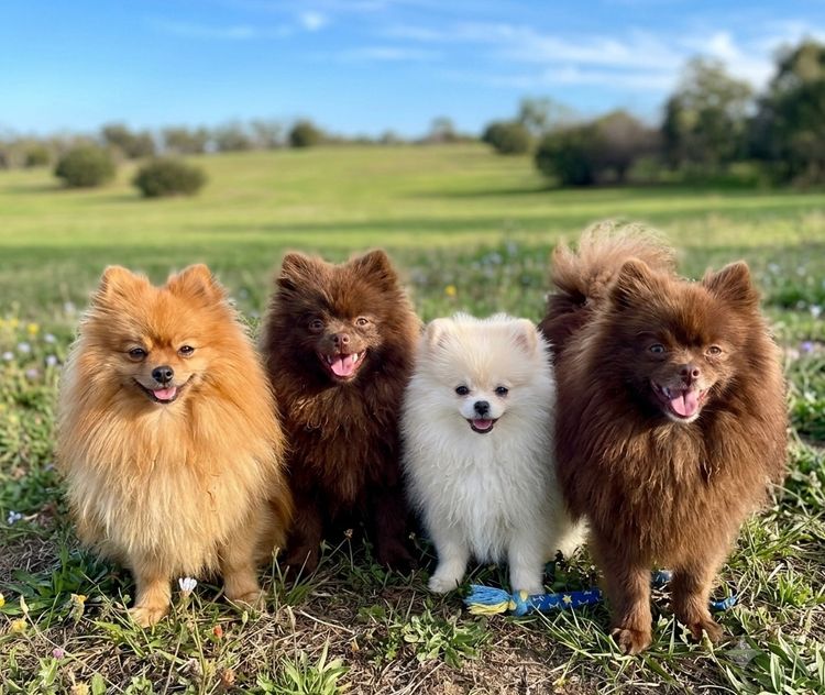 Vosjager Pomeranians