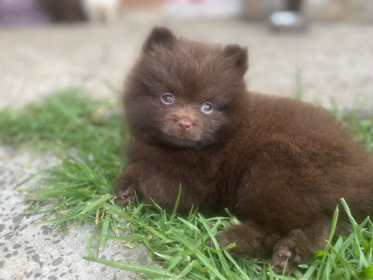 Vosjager Pomeranians