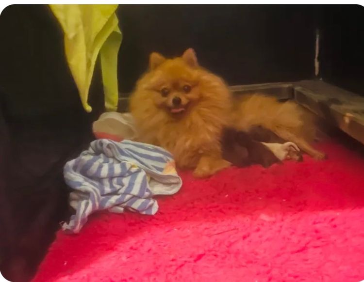 Vosjager Pomeranians