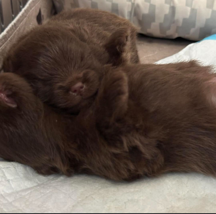 Vosjager Pomeranians