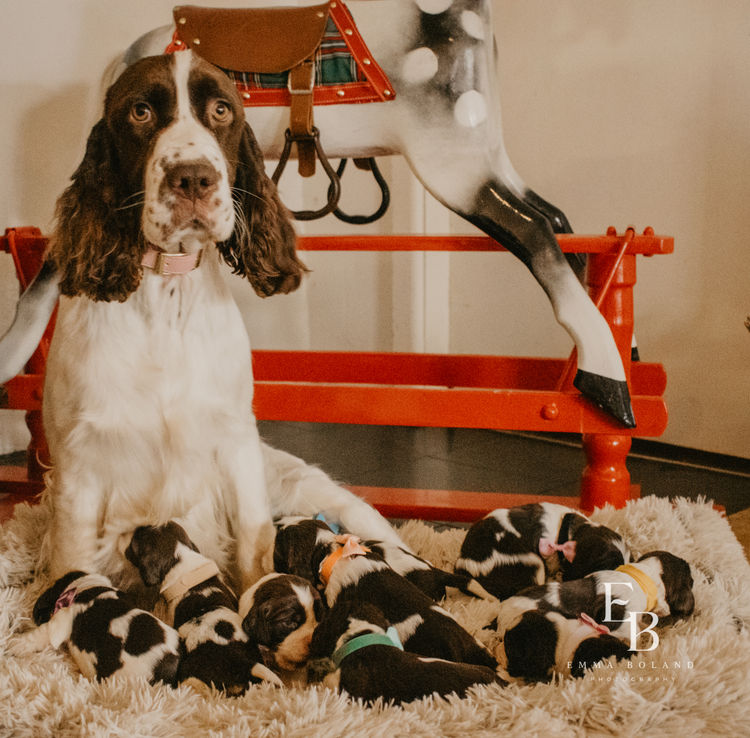 Merryweather English Springer Spaniels