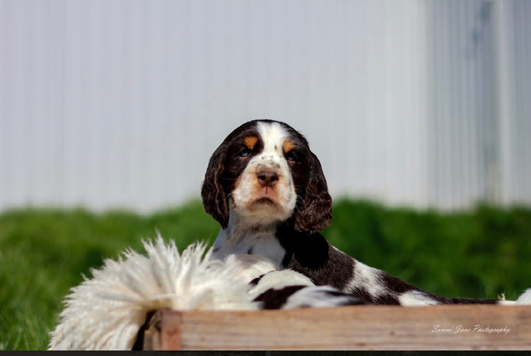 Merryweather English Springer Spaniels