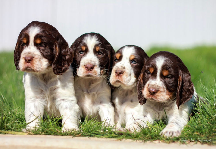 Merryweather English Springer Spaniels