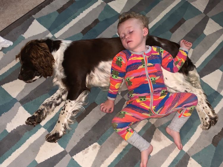 Merryweather English Springer Spaniels