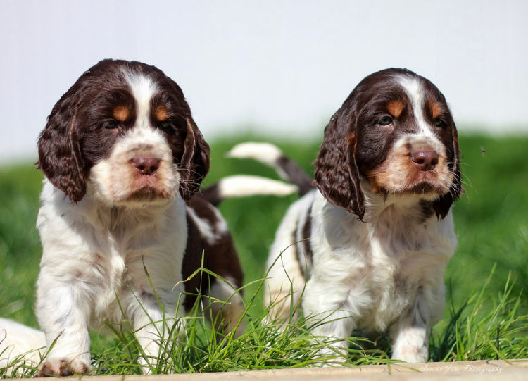 Merryweather English Springer Spaniels