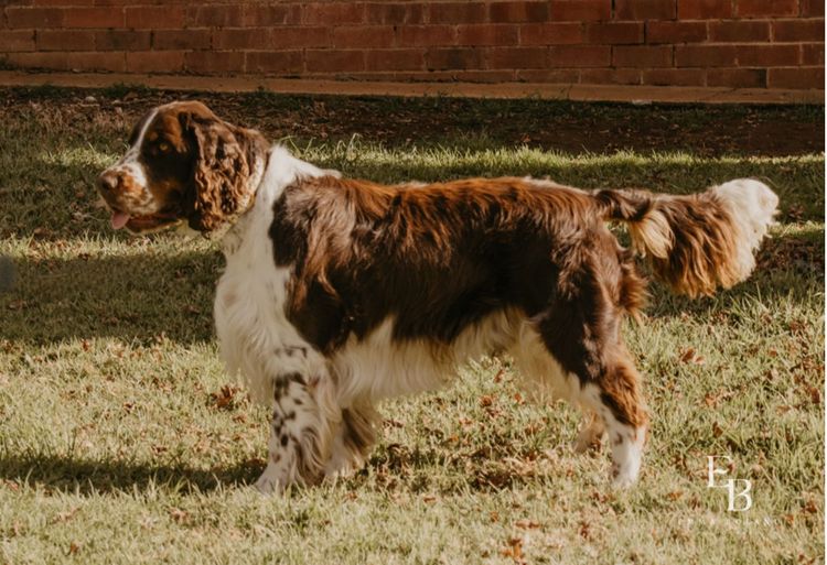 Merryweather English Springer Spaniels