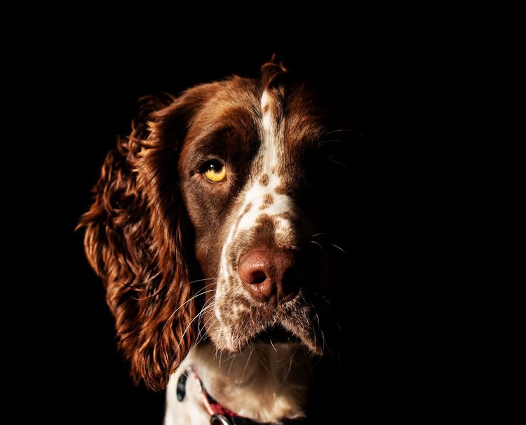Merryweather English Springer Spaniels