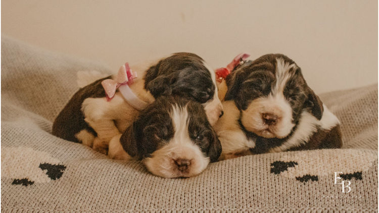 Merryweather English Springer Spaniels