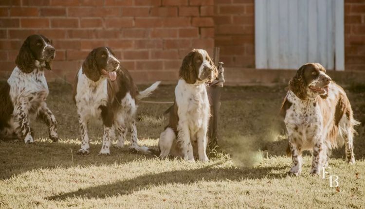 Merryweather English Springer Spaniels