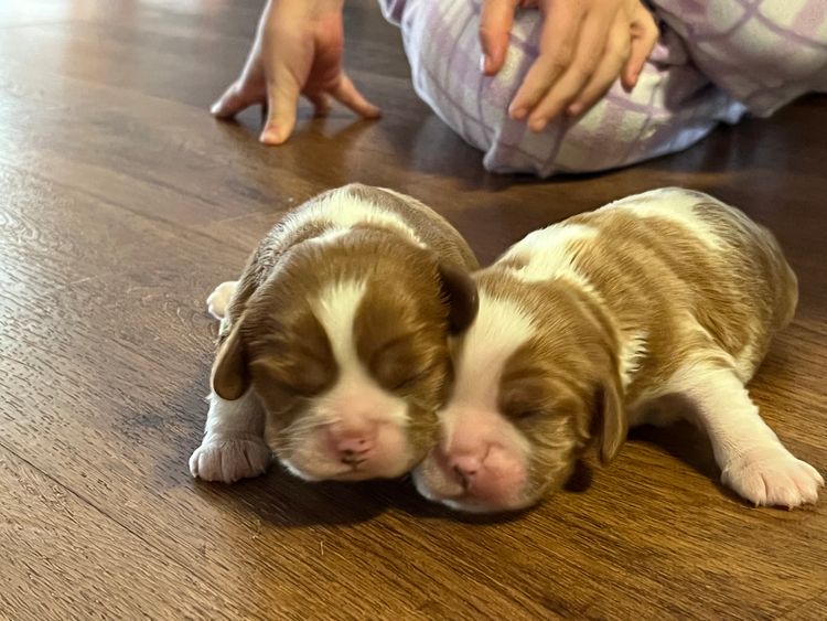 Emberly Cavalier King Charles Spaniels