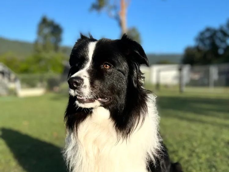CregneashBC - Border Collies