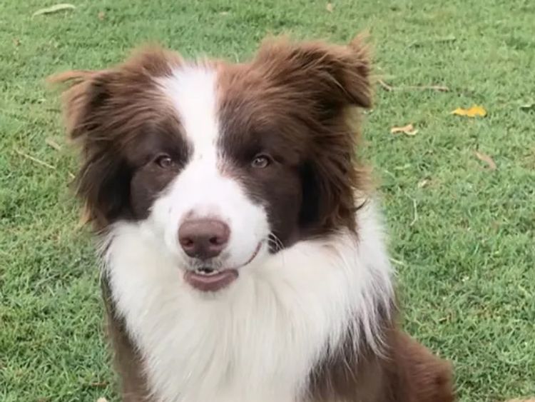 CregneashBC - Border Collies
