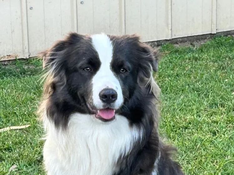 CregneashBC - Border Collies