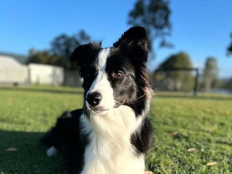 CregneashBC - Border Collies