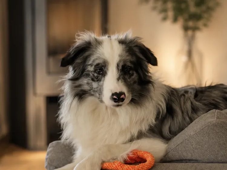 CregneashBC - Border Collies