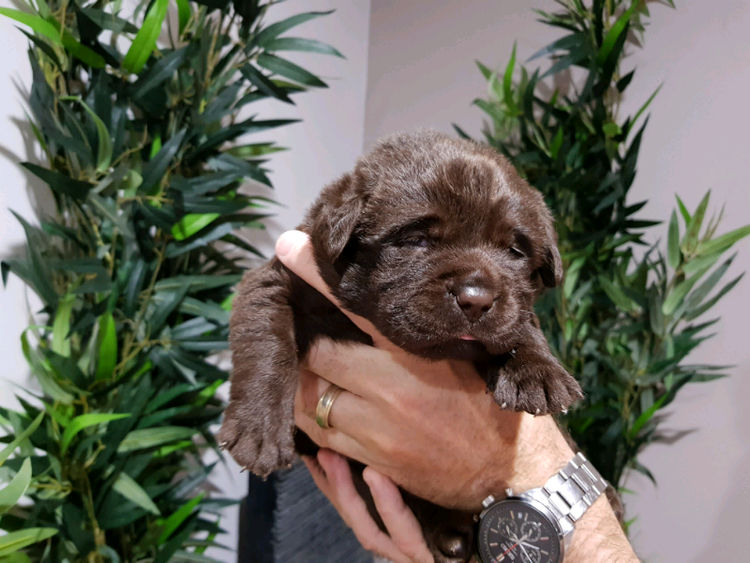 Bochelia Labradors (ANKC Registered Dogs NSW # 2100087443)