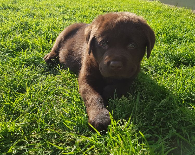 Bochelia Labradors (ANKC Registered Dogs NSW # 2100087443)